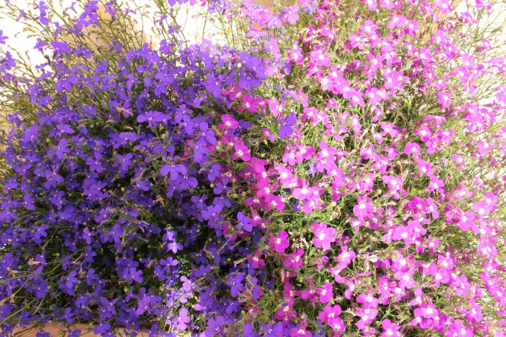 Fiori E Limoni Bed and Breakfast Quartucciu Eksteriør billede